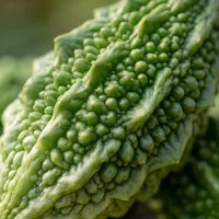 GS4 PLUS® (Gymnema sylvestre kivonat)